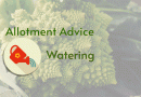 Allotment Advice – Watering and Water Conserving